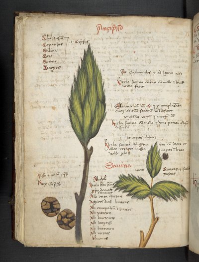 添加 MS 41623 f.62v "一味草药"，贝鲁诺（牛皮纸上的墨水和色彩） 作者 意大利学校