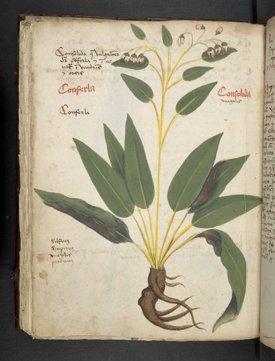 添加 MS 41623 f.63v“草药”，贝卢诺（牛皮纸上的墨水和颜色） 作者 意大利学校