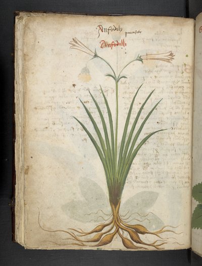 添加 MS 41623 f.64v "一味草药"，贝鲁诺（牛皮纸上的墨水和色彩） 作者 意大利学校