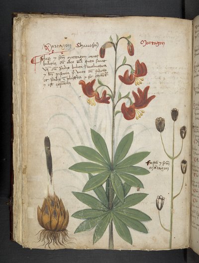 添加 MS 41623 f.66v "一味草药"，贝鲁诺（牛皮纸上的墨水和色彩） 作者 意大利学校