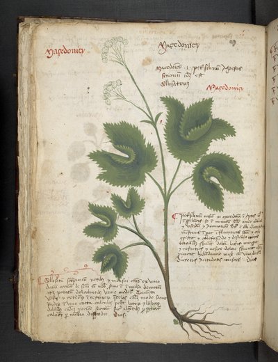 添加 MS 41623 f.67v“草药”，贝卢诺（牛皮纸上的墨水和颜色） 作者 意大利学校