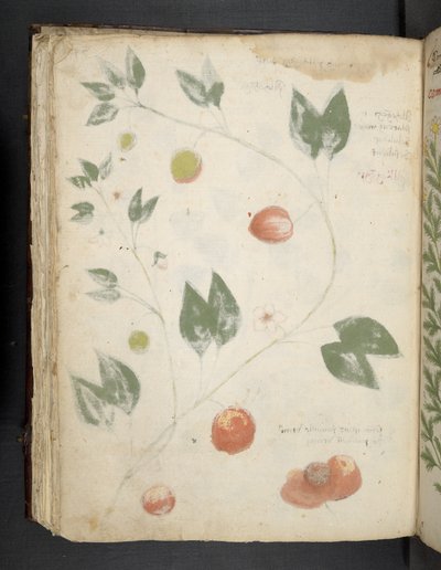 添加 MS 41623 f.70v "一味草药"，贝鲁诺（牛皮纸上的墨水和色彩） 作者 意大利学校