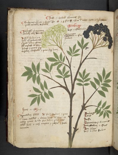 添加 MS 41623 f.72v "一味草药"，贝鲁诺（牛皮纸上的墨水和色彩） 作者 意大利学校