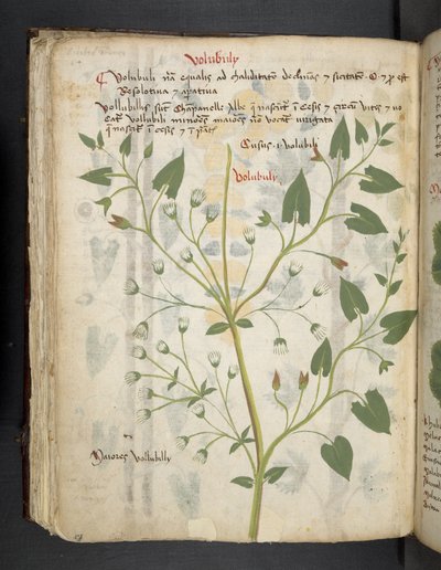 添加 MS 41623 f.75v "一味草药"，贝鲁诺（牛皮纸上的墨水和色彩） 作者 意大利学校