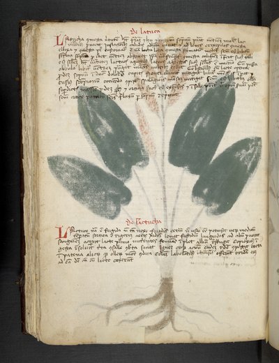 添加 MS 41623 f.80v“草药”，贝卢诺（牛皮纸上的墨水和颜色） 作者 意大利学校