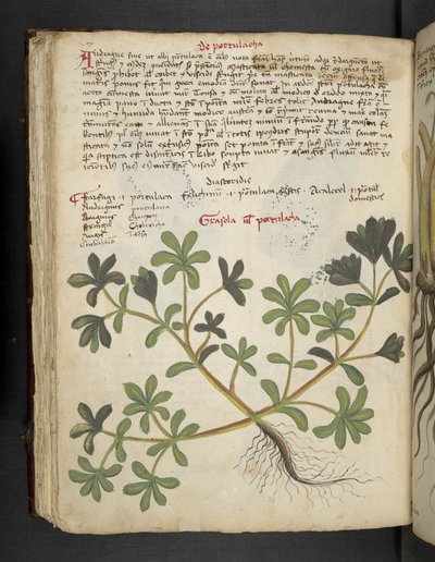 添加 MS 41623 f.81v De Portulaca，选自贝鲁诺的 "A herbal"（牛皮纸上的墨水和彩色）。 作者 意大利学校