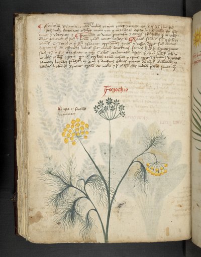 添加 MS 41623 f.84v Fennel，选自贝鲁诺 "A herbal"（牛皮纸上的墨水和色彩） 作者 意大利学校