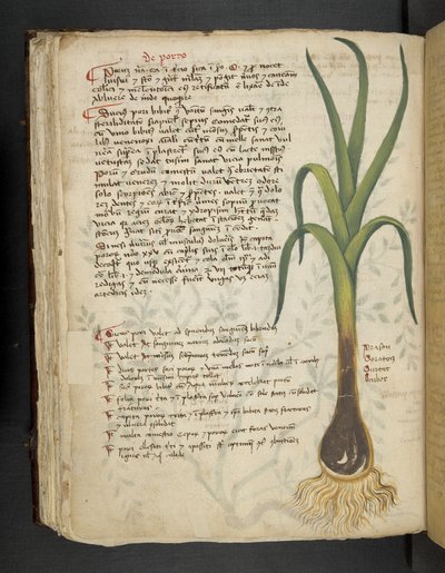 添加 MS 41623 f.87v De Porro“草药”，贝卢诺（牛皮纸上的墨水和颜色） 作者 意大利学校