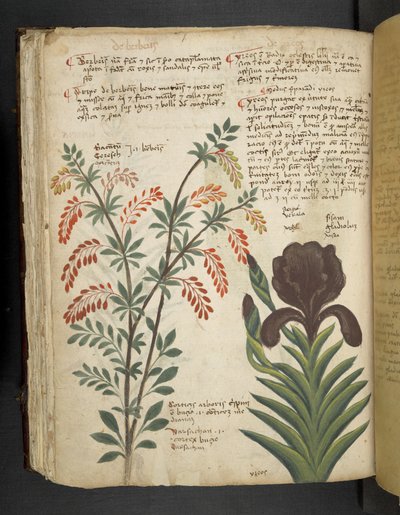 添加 MS 41623 f.89v "一味草药"，贝鲁诺（牛皮纸上的墨水和色彩） 作者 意大利学校