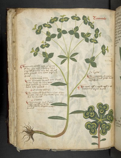 添加 MS 41623 f.94v“草药”，贝卢诺（牛皮纸上的墨水和颜色） 作者 意大利学校