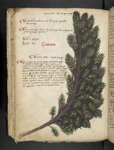 添加 MS 41623 f.96v“草药”，贝卢诺（牛皮纸上的墨水和颜色） 作者 意大利学校