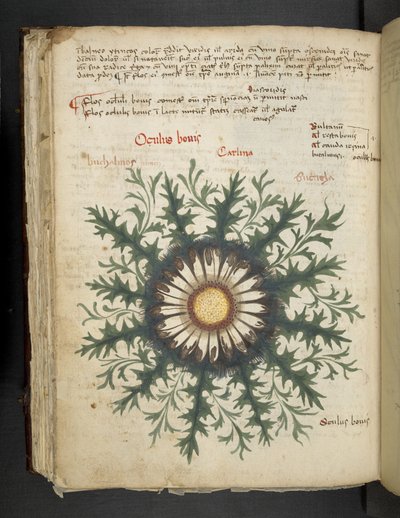 添加 MS 41623 f.97v Carlina，来自贝卢诺的“草药”（牛皮纸上的墨水和颜色） 作者 意大利学校