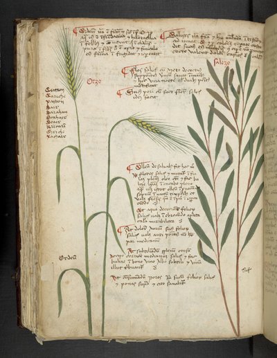 添加 MS 41623 f.98v Orzo，选自贝鲁诺 "A herbal"（牛皮纸上的墨水和色彩） 作者 意大利学校