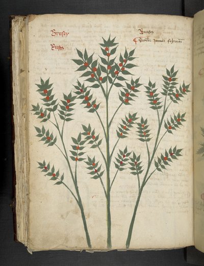 添加 MS 41623 f.99v "一味草药"，贝鲁诺（牛皮纸上的墨水和色彩） 作者 意大利学校