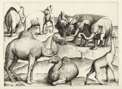 来自古罗马的动物绘画，表，3，酒吧。 Antonio Lafrere 1528 作者 意大利学校