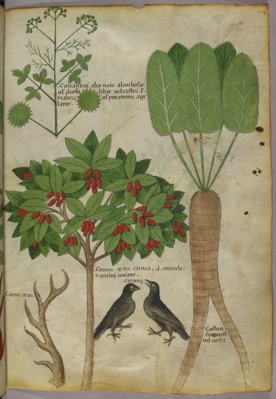 植物和鸟类的植物插图，c.1440（纸本墨水和颜色 作者 意大利学校