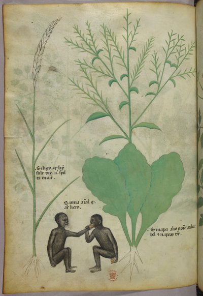 植物和动物插图，一株植物和两只猴子，约 1440 年（牛皮纸上的墨水和色彩） 作者 意大利学校