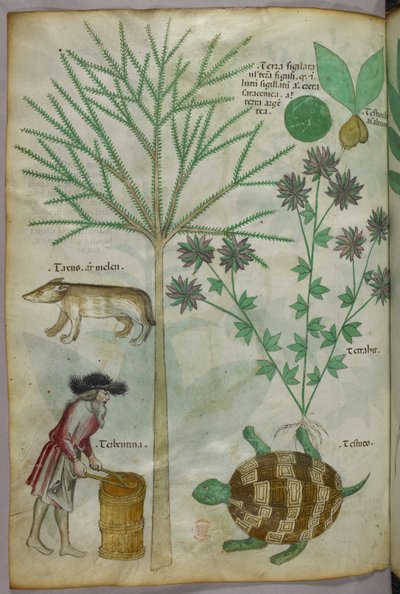 植物和动物插图，包括植物、乌龟、人和另一种动物，约 1440 年（牛皮纸上的墨水和色彩） 作者 意大利学校