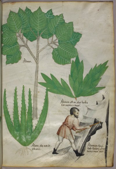 植物学插图，一个手持斧头的人正在敲碎岩石以提取明矾，约 1440 年（牛皮纸上的墨水和色彩） 作者 意大利学校