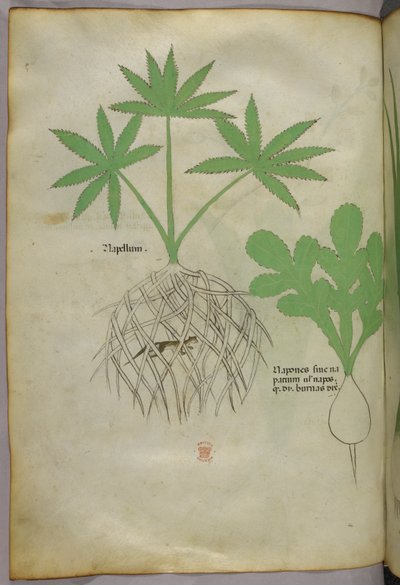 植物插图，约 1440 年（牛皮纸上的墨水和色彩） 作者 意大利学校
