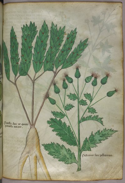 植物插图，约 1440 年（牛皮纸上的墨水和色彩） 作者 意大利学校