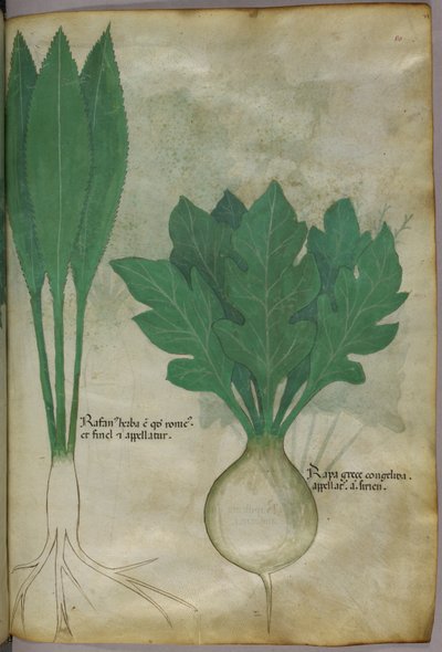 植物插图，约 1440 年（牛皮纸上的墨水和色彩） 作者 意大利学校