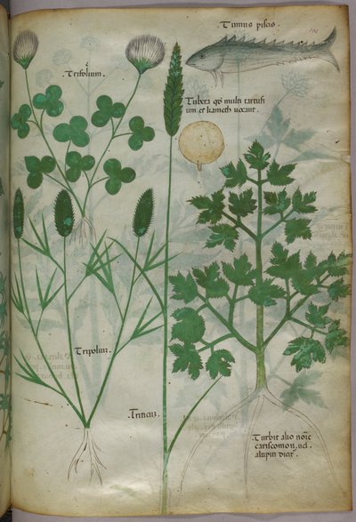 植物插图，约 1440 年（牛皮纸上的墨水和色彩） 作者 意大利学校