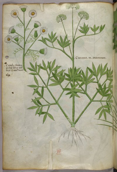 植物插图，约 1440 年（牛皮纸上的墨水和色彩） 作者 意大利学校