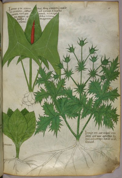 植物插图，约 1440 年（牛皮纸上的墨水和色彩） 作者 意大利学校