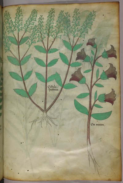 植物插图，约 1440 年（牛皮纸上的墨水和色彩） 作者 意大利学校