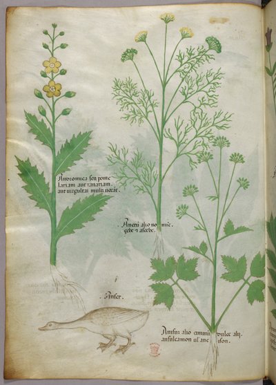 植物插图，约 1440 年（牛皮纸上的墨水和色彩） 作者 意大利学校