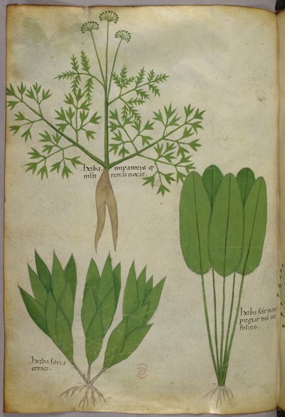 植物插图，约 1440 年（牛皮纸上的墨水和色彩） 作者 意大利学校