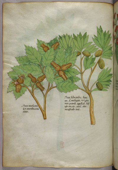 植物插图，约 1440 年（牛皮纸上的墨水和色彩） 作者 意大利学校