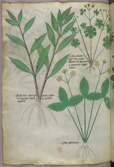 植物插图，约 1440 年（牛皮纸上的墨水和色彩） 作者 意大利学校