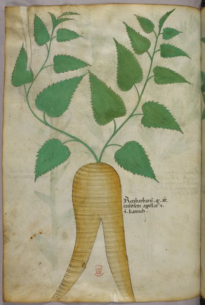 植物插图，约 1440 年（牛皮纸上的墨水和色彩） 作者 意大利学校