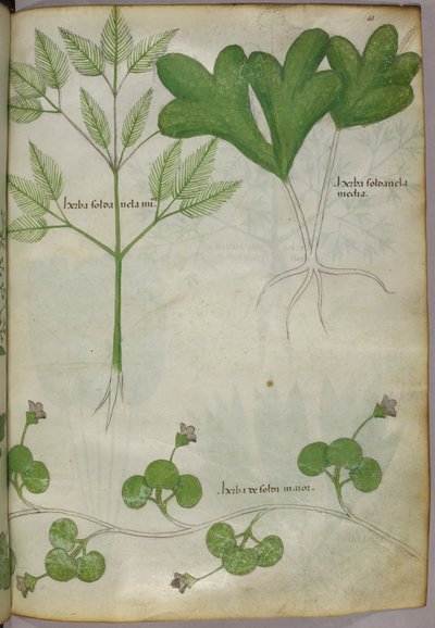 植物插图，约 1440 年（牛皮纸上的墨水和色彩） 作者 意大利学校