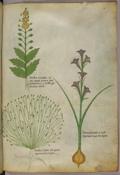 植物插图，约 1440 年（牛皮纸上的墨水和色彩） 作者 意大利学校