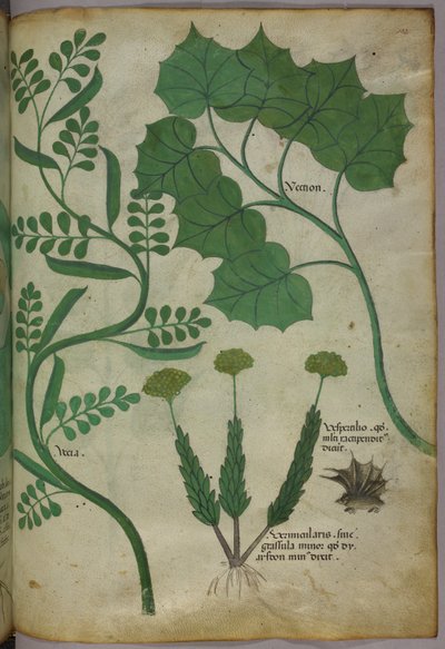 植物插图，约 1440 年（牛皮纸上的墨水和色彩） 作者 意大利学校