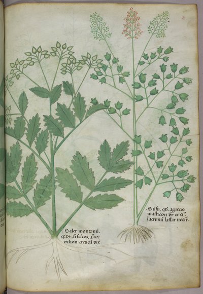 植物插图，约 1440 年（牛皮纸上的墨水和色彩） 作者 意大利学校