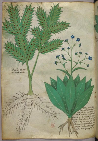 植物插图，约 1440 年（牛皮纸上的墨水和色彩） 作者 意大利学校