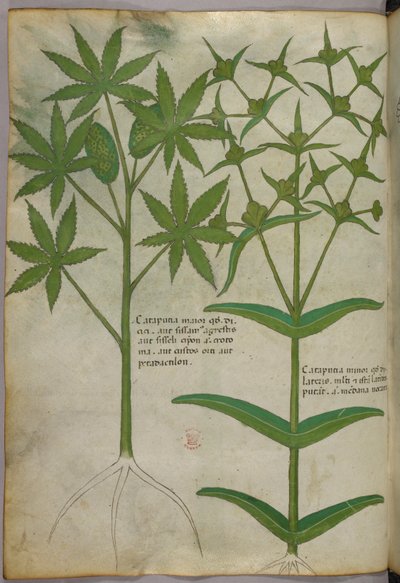 植物插图，约 1440 年（牛皮纸上的墨水和色彩） 作者 意大利学校