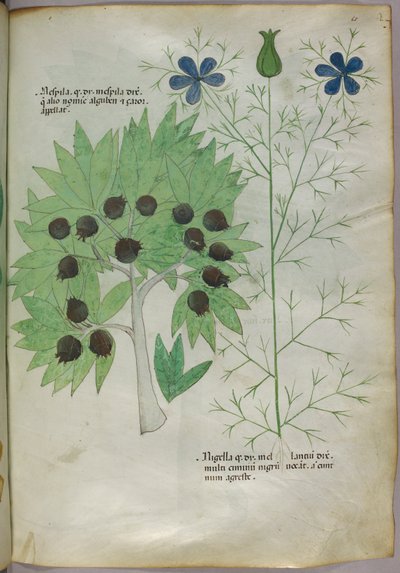 植物插图，约 1440 年（牛皮纸上的墨水和色彩） 作者 意大利学校