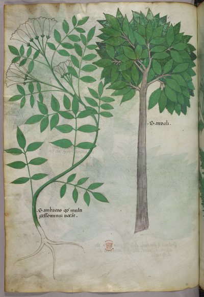 植物插图，约 1440 年（牛皮纸上的墨水和色彩） 作者 意大利学校