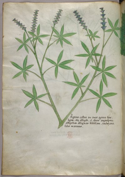 植物插图，约 1440 年（牛皮纸上的墨水和色彩） 作者 意大利学校