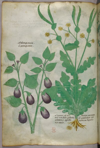 植物插图，约 1440 年（牛皮纸上的墨水和色彩） 作者 意大利学校