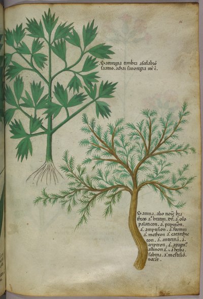 植物插图，约 1440 年（牛皮纸上的墨水和色彩） 作者 意大利学校