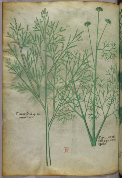植物插图，约 1440 年（牛皮纸上的墨水和色彩） 作者 意大利学校