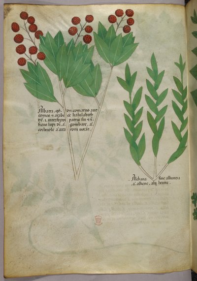 植物插图，约 1440 年（牛皮纸上的墨水和色彩） 作者 意大利学校
