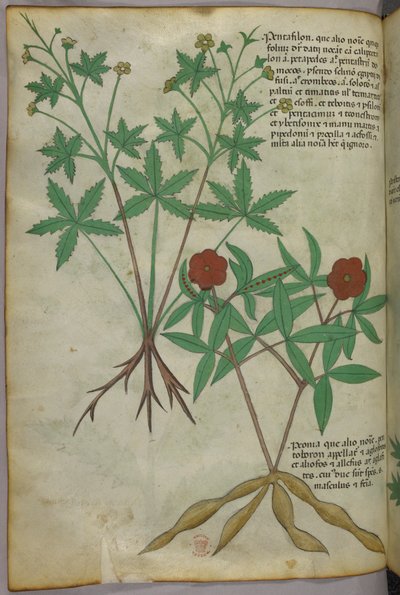 植物插图，约 1440 年（牛皮纸上的墨水和色彩） 作者 意大利学校