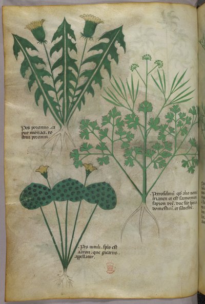 植物插图，约 1440 年（牛皮纸上的墨水和色彩） 作者 意大利学校